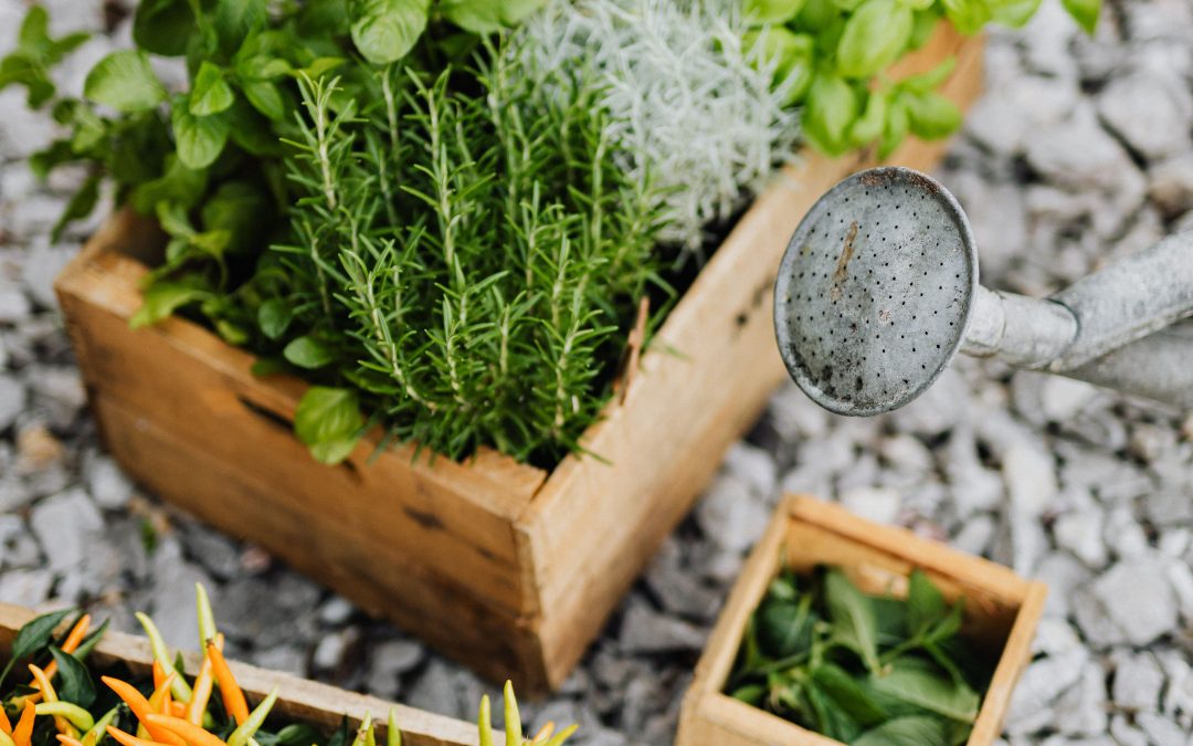 Ultimate Guide to Homegrown Fresh Herbs
