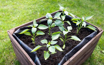 Raised Garden Beds vs Traditional Gardens Which Suits You Best