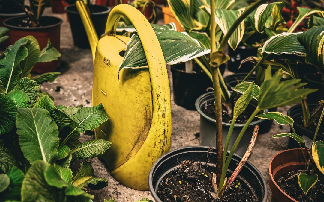 Gardening 101: Tips for a Flourishing Backyard